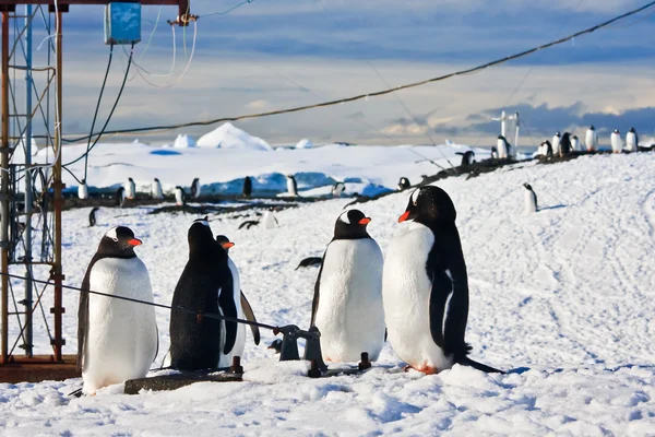 Пингвины Скале Горы Заднем Плане Антарктида — стоковое фото