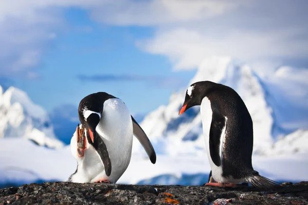 Pingviner på en klippa — Stockfoto