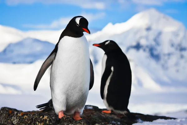 Pingviner Drömmer Sitter Sten Berg Bakgrunden — Stockfoto