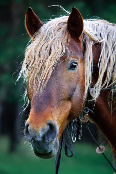 stock image A beautiful horse in the countryside