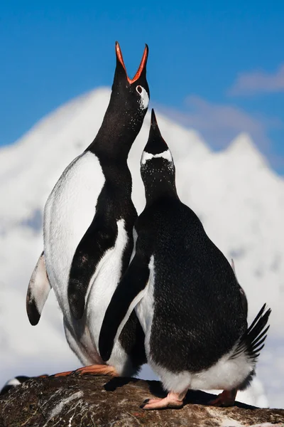 Pingüinos cantores — Foto de Stock