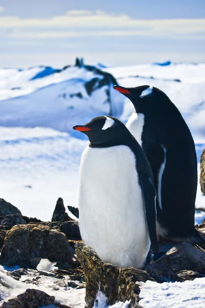 Два Пінгвіни Мріють Сидіти Скелі Гори Задньому Плані — стокове фото