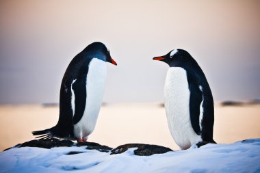 Two identical penguins resting clipart