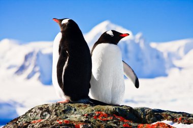 Two penguins dreaming sitting on a rock, mountains in the background clipart