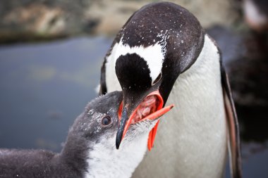 Two penguins on the stony coast of Antarctica clipart