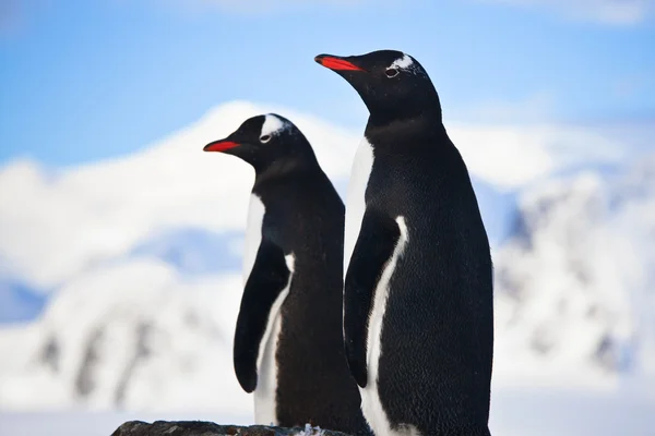 Pinguins sonhando com uma rocha — Fotografia de Stock