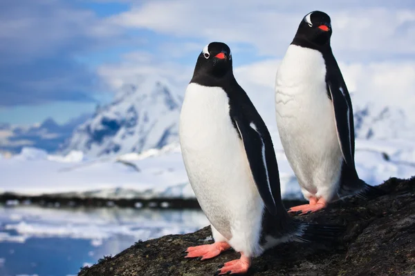 Pinguini Che Sognano Seduti Una Roccia Montagne Sullo Sfondo — Foto Stock