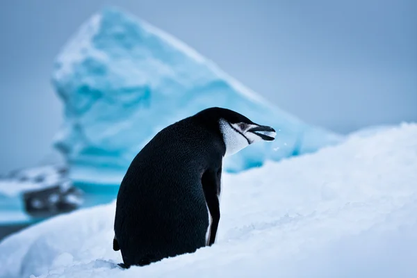 Pinguino Bianco Nero Sulla Neve Bianca — Foto Stock