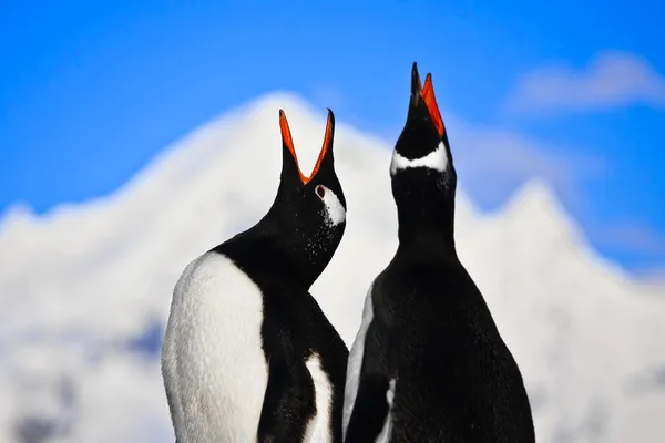 Пингвины Поют Скале Антарктиде Горы Заднем Плане — стоковое фото