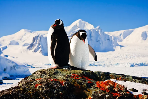 Två pingviner — Stockfoto