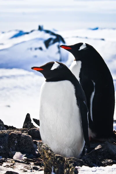 Két pingvinek — Stock Fotó