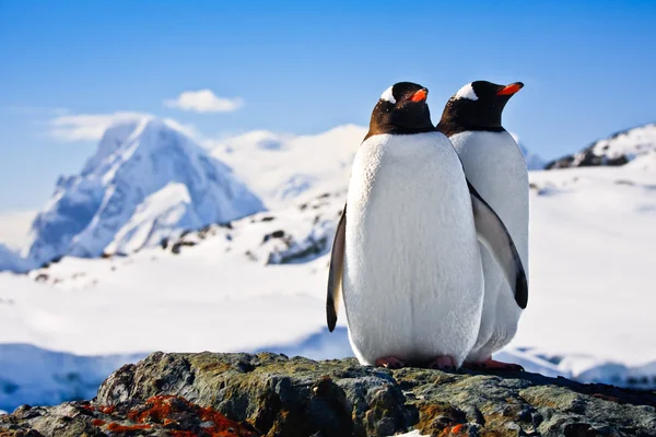 Due Pinguini Che Sognano Seduti Una Roccia Montagne Sullo Sfondo — Foto Stock