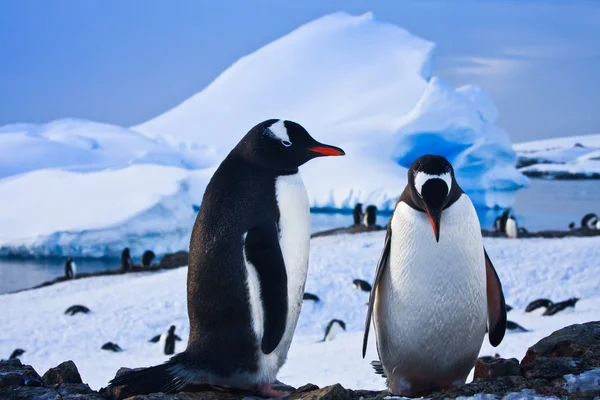 Due pinguini — Foto Stock