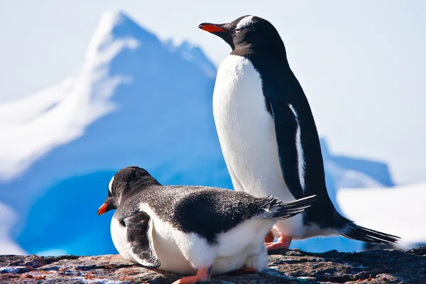 Dos Pingüinos Soñando Sentados Una Roca Montañas Fondo — Foto de Stock