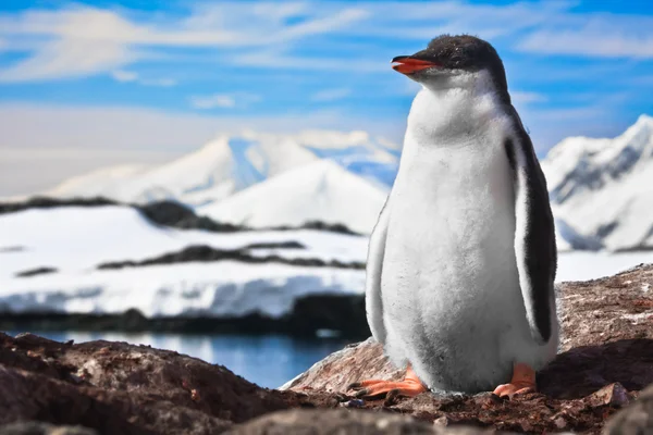 Pingüino en las rocas —  Fotos de Stock