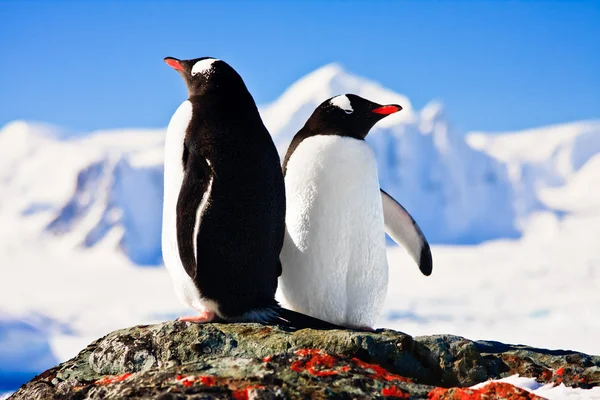两个企鹅梦坐在一块岩石上背景山 图库图片