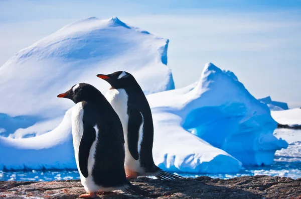 Два пингвина — стоковое фото