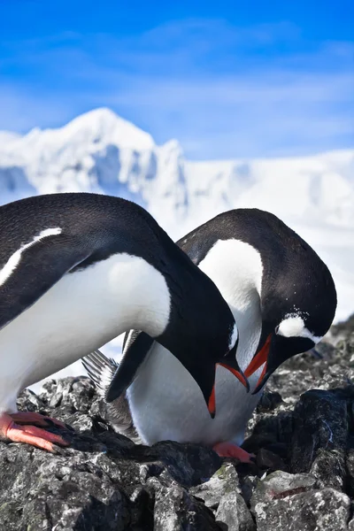 坐在一块岩石上背景山的两个企鹅 — 图库照片