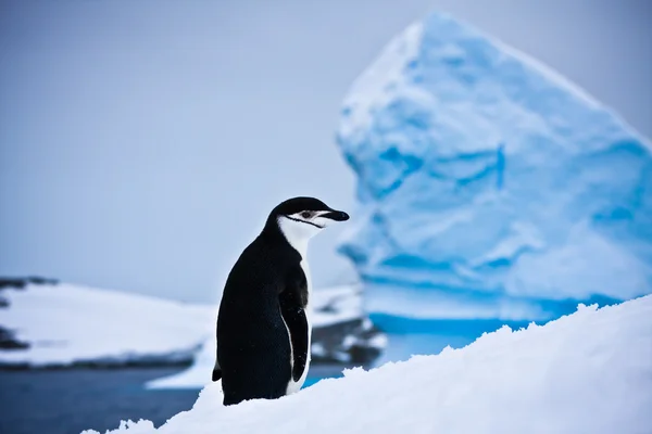 Pingüino blanco y negro —  Fotos de Stock