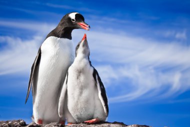 Two penguins resting on the stony coast of Antarctica clipart