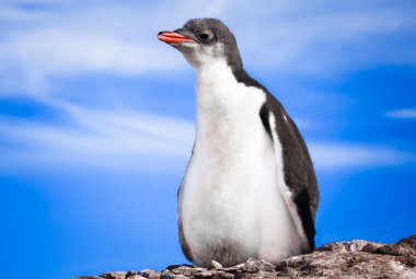 Penguin in Antarctica clipart