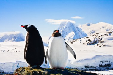 Two penguins dreaming sitting on a rock, mountains in the background clipart