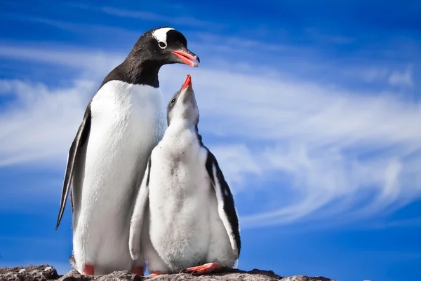Dwa Pingwiny Kamienistym Wybrzeżu Antarktydy — Zdjęcie stockowe