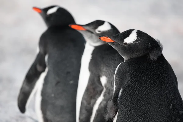 Tre pinguini identici — Foto Stock