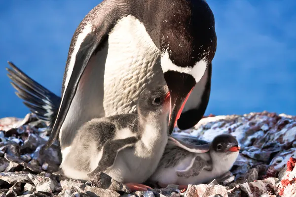 企鹅妈妈和她两个孩子在南极洲 — 图库照片