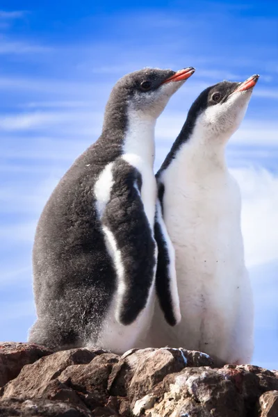 Pingüinos Descansando Costa Pedregosa Antártida —  Fotos de Stock