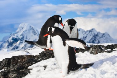 Penguins resting on the stony coast of Antarctica clipart