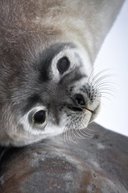 Baby seal close to mom clipart