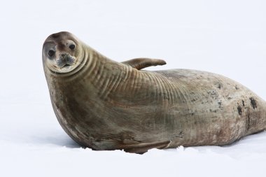 Seal rests on the snowy slopes of the Antarctic clipart