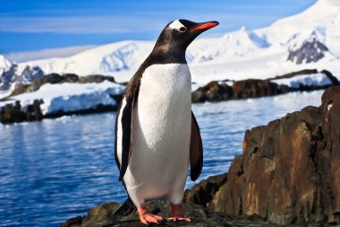 Penguin on the stone coast of Antarctica, mountains in the background clipart