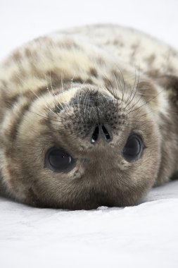 Seal rests clipart