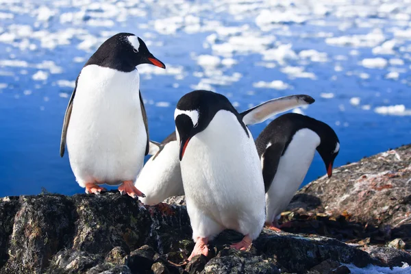 Пінгвіни Відпочиваючи Узбережжі Кам Янисті Антарктиди — стокове фото