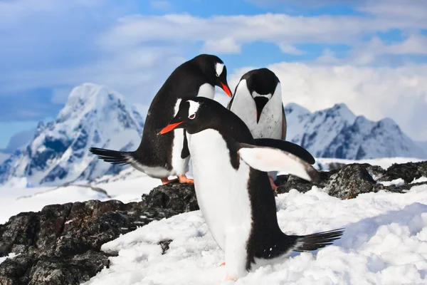 企鹅在南极洲的石质海岸上休息 — 图库照片