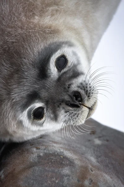 Тюлень рядом с мамой — стоковое фото