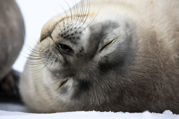 Baby seal dicht bij moeder — Stockfoto