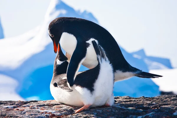 Dwa Pingwiny Wprowadzają Miłości Kamień Lodowce Tle — Zdjęcie stockowe