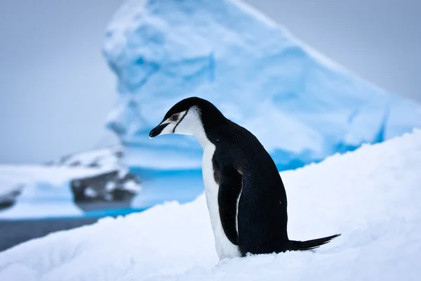 黒と白のペンギン — ストック写真