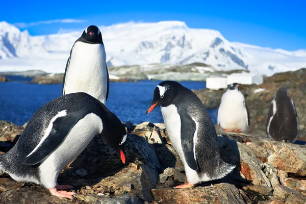 Δύο Πιγκουΐνους Που Στηρίζεται Βραχώδης Ακτή Της Ανταρκτικής — Φωτογραφία Αρχείου