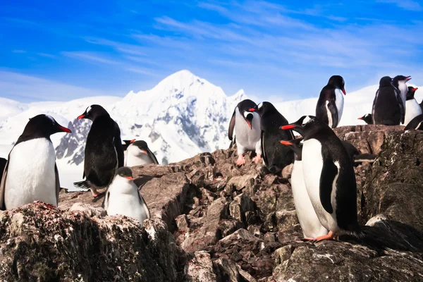 Pingüinos Descansando Costa Pedregosa Antártida — Foto de Stock