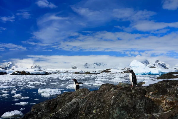 Πιγκουΐνους Στην Πέτρα Ακτή Της Ανταρκτικής Βουνά Στο Βάθος — Φωτογραφία Αρχείου