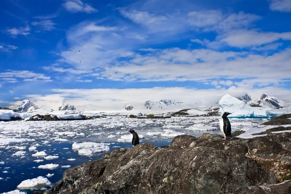 Pinguïns Stenen Kust Van Antarctica Bergen Achtergrond — Stockfoto