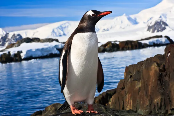 南極大陸 背景の山の石の海岸上のペンギン — ストック写真