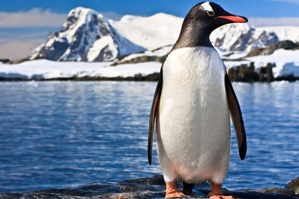 Пінгвін в Антарктиді — стокове фото