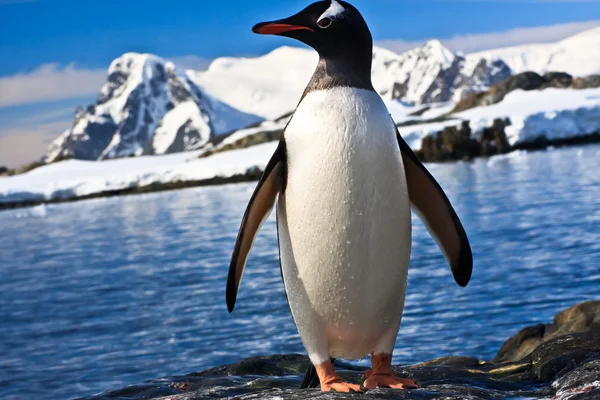 Pingwin Kamień Wybrzeża Antarktydy Góry Tle — Zdjęcie stockowe