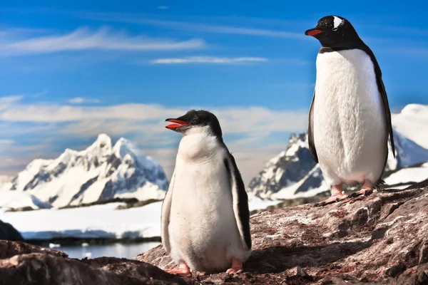 Iki penguenler dinlenme — Stok fotoğraf