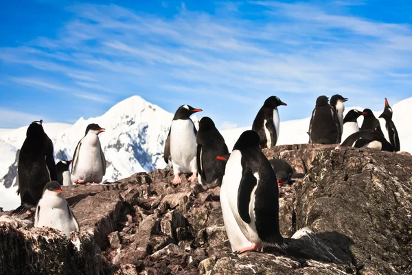 ペンギン南極の石の海岸で バック グラウンドでの山 — Stock fotografie